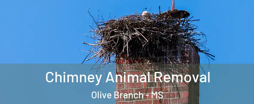 Chimney Animal Removal Olive Branch - MS