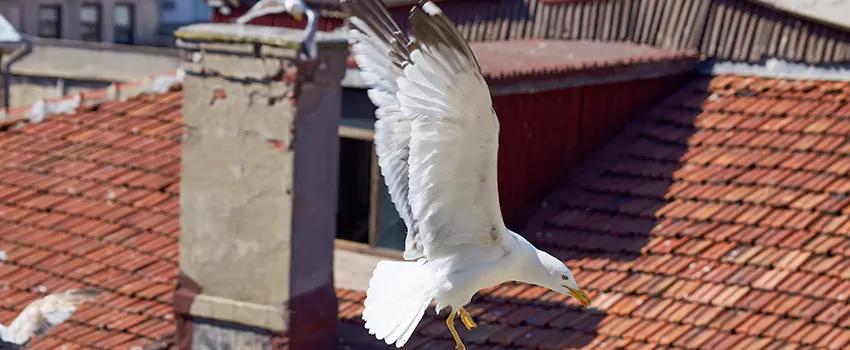 Residential Chimney Animal Removal Solution in Olive Branch, MS