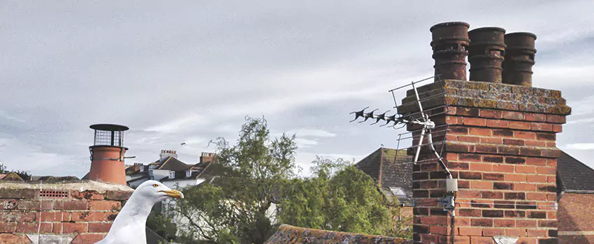 Chimney Cleaning And Restoration in Olive Branch, Mississippi
